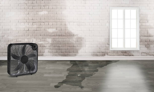 Best Water damage restoration near me  in Lebanon Junction, KY